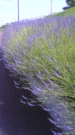 070617_Lavender.jpg