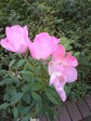 070925_003.jpg