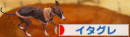 にほんブログ村 犬ブログ イタリアングレーハウンドへ
